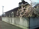 岡崎楽器設計事務所の枝垂桜